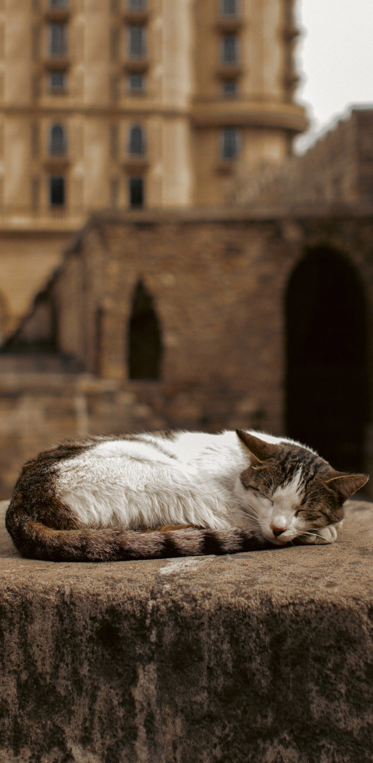 Cat sleeping
